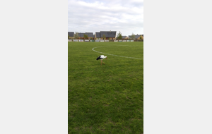 Nouvelle mascotte à l'Us Aron ?